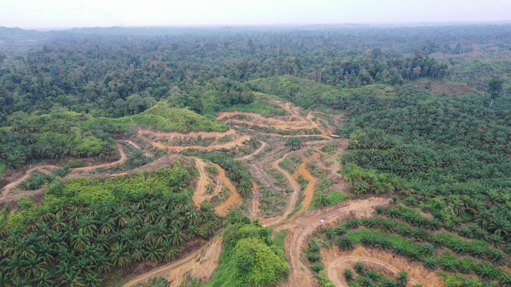 Di Balik Hancurnya Ribuan Hektare Hutan Taman Gunung Leuser Di Balik Hancurnya Ribuan Hektare Hutan Taman Gunung Leuser