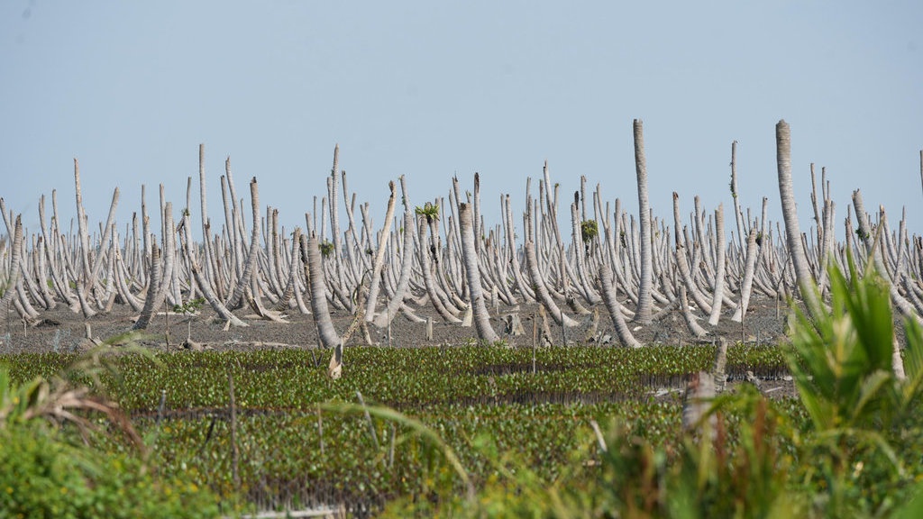 Penyelamatan Mangrove dan Peran Perempuan di Kuala Selat Penyelamatan Mangrove dan Peran Perempuan di Kuala Selat