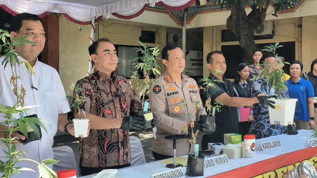 Polisi Temukan Kebun Ganja di Kontrakan Pasutri WN Belanda-Rusia