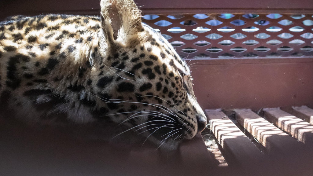 Macan Tutul Masuk Hotel di Bandung Direhabilitasi ke Sukabumi Macan Tutul Masuk Hotel di Bandung Direhabilitasi ke Sukabumi