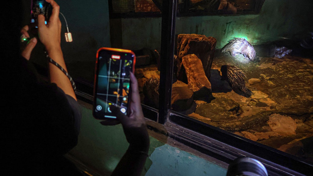 Uji Coba Wisata Malam Ragunan Diserbu 3.713 Pengunjung