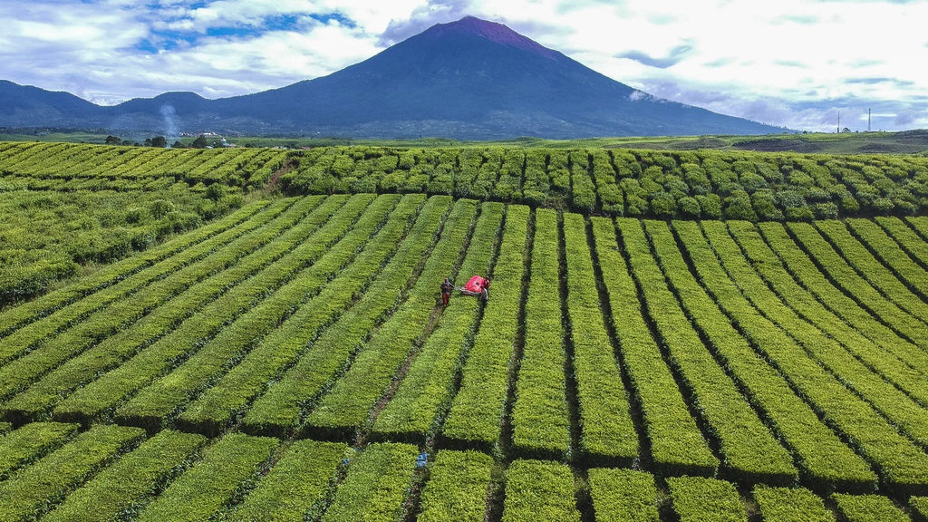 Wangi Emas Hijau Dari Kaki Gunung Kerinci Wangi Emas Hijau Dari Kaki Gunung Kerinci