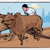 Kisah Karapan Sapi di Kota