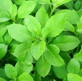 10 Manfaat Daun Sambung Nyawa