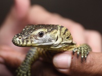 Taman Nasional Komodo Akan Disesuaikan Selera Pasar Wisata Du