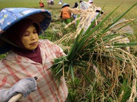 Pemerintah Didorong Bentuk Badan Pangan Nasional