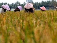 Mentan Targetkan Indonesia Jadi Lumbung Pangan Dunia 2045 