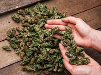 Momentum Legalisasi Ganja untuk Medis