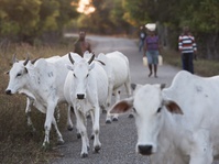 Peneliti Texas Ungkap Sapi Jadi Harapan Baru Tangkal HIV