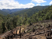 Menyelamatkan Leuser, 'Harta Karun' Sumatera