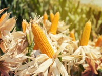 Biofuel dari Jagung, Lebih Besar Biaya dari Manfaatnya