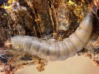 Larva Galleria alias Ngengat, Sang Pengurai Plastik  Â 