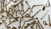  Akademikus: Nyamuk Modifikasi Bisa Ciptakan Masalah Baru