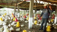 Kemenkes Sebut Risiko Infeksi Flu Burung kepada Manusia Rendah