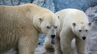 Bumi Makin Panas, Beruang Kutub Terancam Punah
