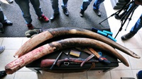 76 Kilogram Gading Gajah Gagal Diselundupkan di Afrika Selat