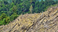 Satu Juta Hektar Hutan di Sumsel Alami Kerusakan