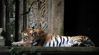Hutan Konservasi Hilang, Populasi Harimau Berkurang