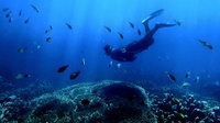 Valen's Reef Ajak Penonton Selami Laut Papua