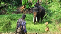 Patroli Gangguan Gajah Liar