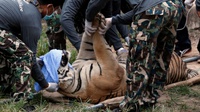 Kontroversi Pemindahan Harimau Thailand