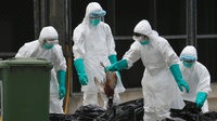 Spanyol Basmi 17.000 Bebek Terjangkit Flu Burung