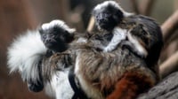 Selamat Datang Primata Terkecil Dunia 