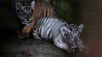 Pembangunan Transportasi Ancam Pelestarian Harimau di Asia 