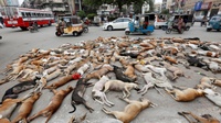 Karachi Racun Ratusan Anjing Liar