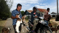 Penjualan Hewan Kurban di Padang & Pangkal Pinang Masih Sepi