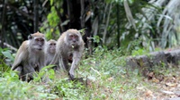 Cacar Monyet dan Deretan Penyakit Primata yang Menular ke Manusia