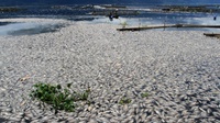 Ikan di Danau Toba Mati Massal, Salah Satu Sebabnya Cuaca Ekstrem