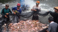 Tahapan Budidaya Ikan Nila Sistem Bioflok Serta Keuntungannya