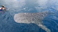Tanggal 30 Agustus 2022 Memperingati Hari Apa: Ada Whale Shark Day