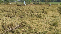 Asuransi Petani Padi Kurang Diminati di Yogyakarta