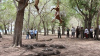 Tim BTNK Selidiki Dugaan Pembantaian Rusa di Pulau Komodo 