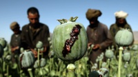 Panen Opium di Tanah Taliban