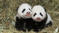 Peneliti Ungkap Arti di Balik Warna Hitam-Putih Panda