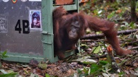 Pembunuhan Orangutan Belum Berakhir: Ditembak Hingga Dipenggal