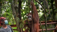 Perjuangan Seniman Melawan Perburuan Orangutan
