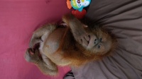 Aktivitas Orangutan di Karantina