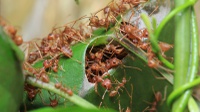 Semut-semut di Kepulauan Fiji Adalah Petani 