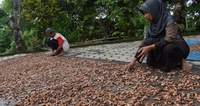 Kakao Sulteng Laku Keras di Pasar Internasional