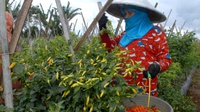 Jokowi Sebut Harga Cabai Naik Karena Pengaruh Cuaca 
