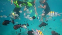 Apa Itu Snorkeling? Ini Manfaat & Perbedaannya dengan Diving