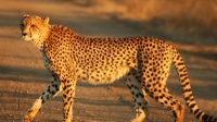 Populasi Cheetah Tinggal 7.100 Ekor dan Beresiko Punah