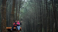 Potensi Wisata Hutan Pinus Kragilan