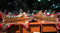 MUI Bengkulu Minta Khatib Serukan Larangan Berburu Harimau