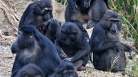 Monyet Selfie Sulawesi Terancam Punah