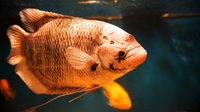 10 Manfaat Ikan Gurame bagi Kesehatan dan Kandungan Gizinya